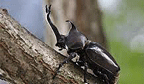 子供食器：カブトムシ写真